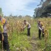 Polsek Kawasan Bandara Cek Lahan Jagung Program Ketahanan Pangan di Wesaput