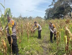Polsek Kawasan Bandara Cek Lahan Jagung Program Ketahanan Pangan di Wesaput