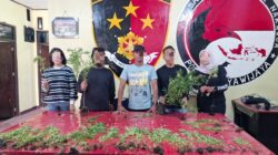 Polres Jayawijaya Amankan Tanaman Ganja di Wamena