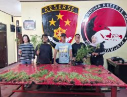 Polres Jayawijaya Amankan Tanaman Ganja di Wamena
