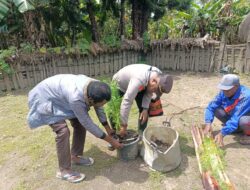 Polsek Asologaima Respon Laporan Warga, Tiga Pohon Diduga Ganja Ditemukan