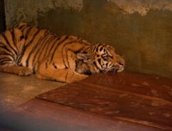 Anak Harimau di Kebun Binatang Bandung Mati Akibat Virus, Satu Ekor Lainnya Berangsur Membaik