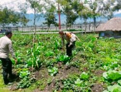 Polsek Wamena Kota Cek Lahan Jagung Program Ketahanan Pangan di Ilokama
