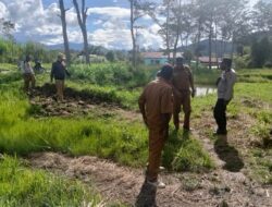 Peninjauan Lahan Jagung Oleh Kepala Dinas Pertanian Kab. Jayawijaya