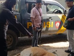 Polres Jayawijaya Tindak Lanjuti Dugaan Pencurian Hewan Ternak di Wamena