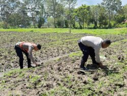 Polsek Kawasan Bandara Wamena Cek Lahan Jagung Program Ketahanan Pangan