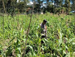 Polsek Wamena Kota Cek Lahan Jagung dan Salurkan Bantuan Sembako kepada Petani