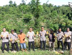 Panen Raya Jagung Polres Kaimana Seluas 2 Hektar