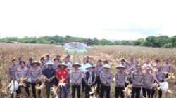 Polda Papua Barat Gelar Panen Raya Jagung, Dukung Swasembada Pangan Nasional
