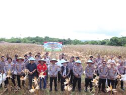 Polda Papua Barat Gelar Panen Raya Jagung, Dukung Swasembada Pangan Nasional