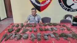 Satresnarkoba Polres Jayawijaya Temukan Lebih Dari 1 Kilogram Ganja di Pasar Wouma