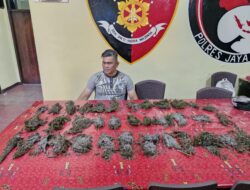 Satresnarkoba Polres Jayawijaya Temukan Lebih Dari 1 Kilogram Ganja di Pasar Wouma