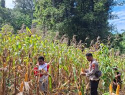 Sinergi Polri dan Petani Berbuah Hasil, Jagung Hibrida Wurkendik Berhasil Dipanen