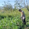 Polsek Wamena Kota Dampingi Petani, Dukung Ketahanan Pangan Demi Kesejahteraan Masyarakat