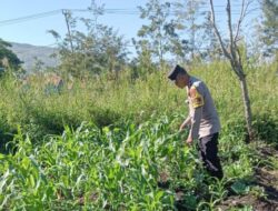 Polsek Wamena Kota Dampingi Petani, Dukung Ketahanan Pangan Demi Kesejahteraan Masyarakat