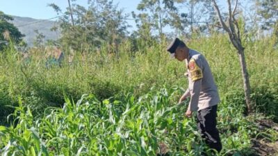 Polsek Wamena Kota Dampingi Petani, Dukung Ketahanan Pangan Demi Kesejahteraan Masyarakat