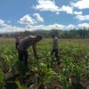 Polsek Kawasan Bandara Wamena Cek Perkembangan Lahan Jagung Program Ketahanan Pangan di Distrik Wesaput