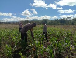 Polsek Kawasan Bandara Wamena Cek Perkembangan Lahan Jagung Program Ketahanan Pangan di Distrik Wesaput