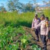 Polsek Wamena Kota Lakukan Pengecekan Lahan Jagung Program Ketahanan Pangan di Distrik Hubikosi