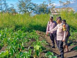 Polsek Wamena Kota Lakukan Pengecekan Lahan Jagung Program Ketahanan Pangan di Distrik Hubikosi