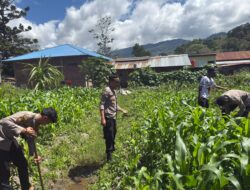 Polsek Bolakme Rutin Pantau Lahan Jagung, Dukung Ketahanan Pangan Untuk Kesejahteraan Masyarakat