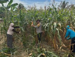 Wujud Nyata Dukung Ketahanan Pangan, Bhabinkamtibmas Banjar Ausoy Turun Langsung Bantu Warga Panen Jagung