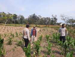 Polsek Kawasan Bandara Wamena Dampingi Kelompok Tani, Pastikan Program Ketahanan Pangan Terus Berjalan