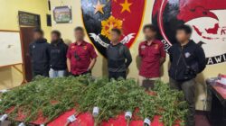 Polres Jayawijaya Ungkap Ladang Ganja di Kampung Pipukmo, Ajak Masyarakat Bersama Lindungi Generasi Muda Papua