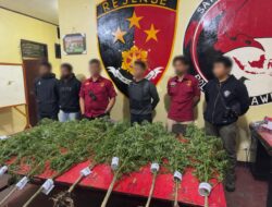 Polres Jayawijaya Ungkap Ladang Ganja di Kampung Pipukmo, Ajak Masyarakat Bersama Lindungi Generasi Muda Papua