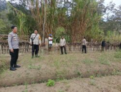 Polsek Bolakme Serahkan Bibit Jagung dan Tinjau Lahan Pertanian Warga di Kampung Wugarima