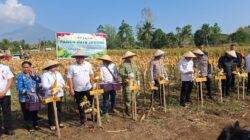 Bentuk Dukungan serta Upaya Perkuat Hanpangan dan Kesejahteraan Petani, Dandim 1310/Bitung Hadiri Panen Raya Jagung Kelompok Tani “Sehati” di Lahan 15 Hektare